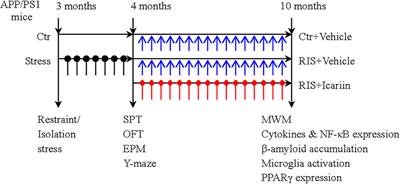 Icariin Attenuates M1 Activation of Microglia and Aβ Plaque Accumulation in the Hippocampus and Prefrontal Cortex by Up-Regulating PPARγ in Restraint/Isolation-Stressed APP/PS1 Mice